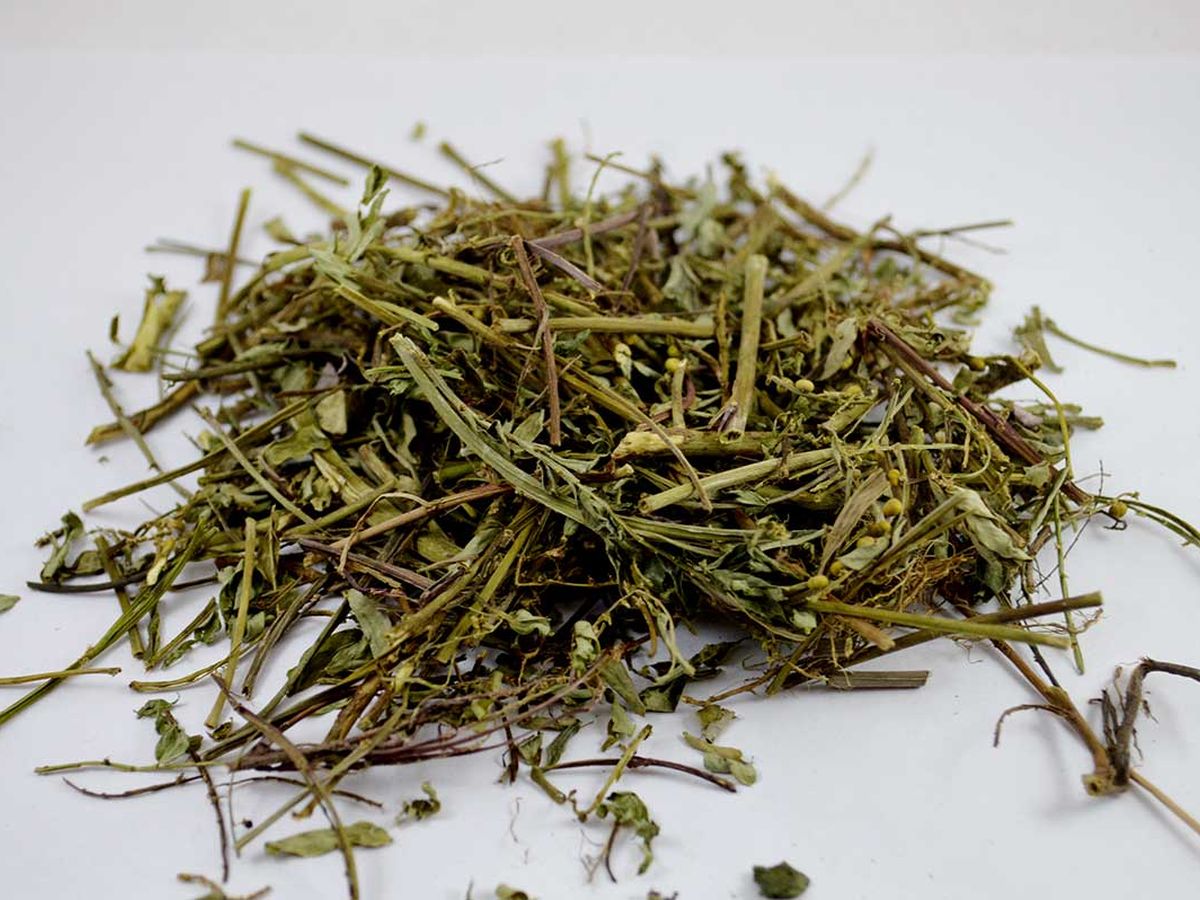Dried chanca piedra herb