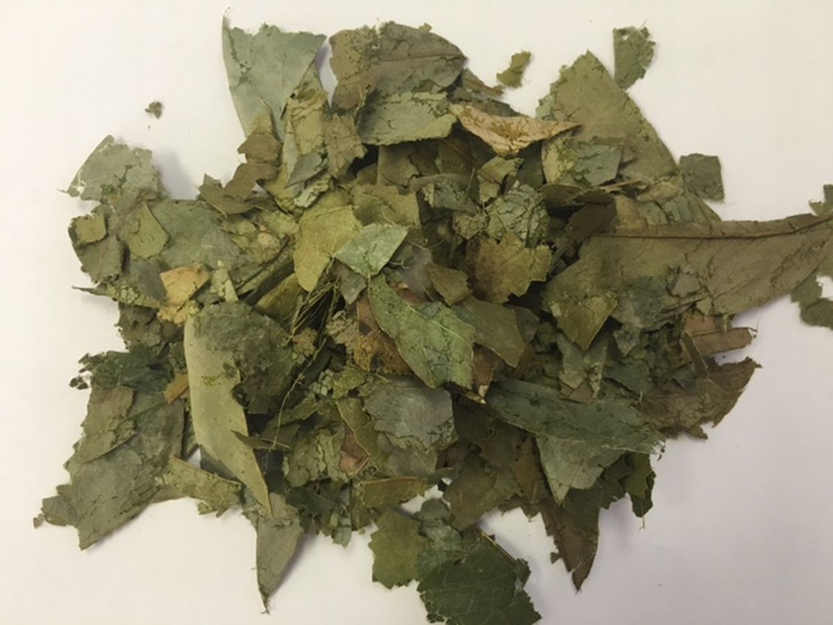 Graviola Whole Leaf