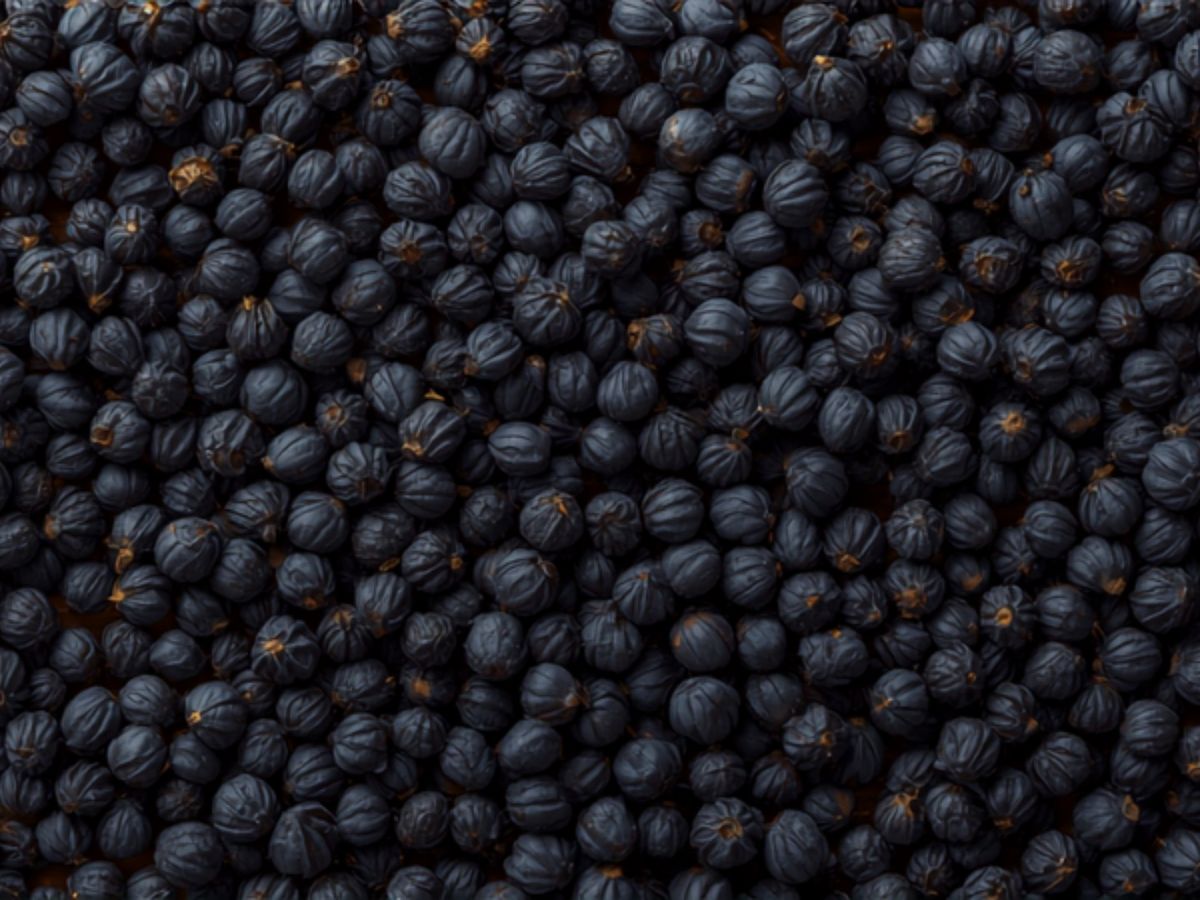 Juniper Berry Powder