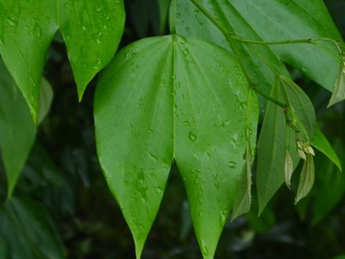 Pata de Vaca Whole Leaf